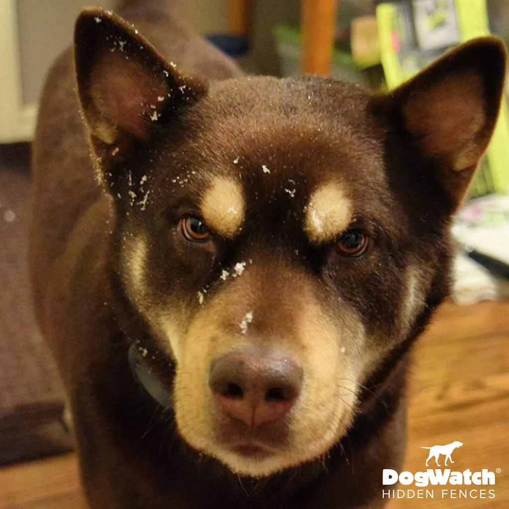 work photo from dogwatchsystems.com