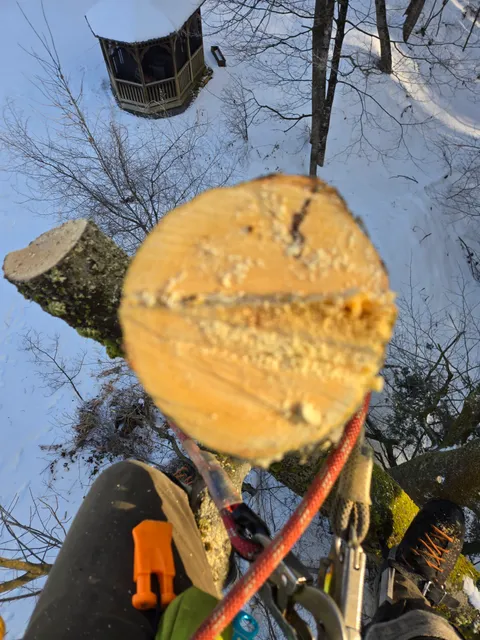 Tree worker wearing safety gear securing a freshly cut tree branch with yellow wood showing the clean saw cut, in a lime green safety vest and climbing harness against a bright blue sky with bare tree branches.