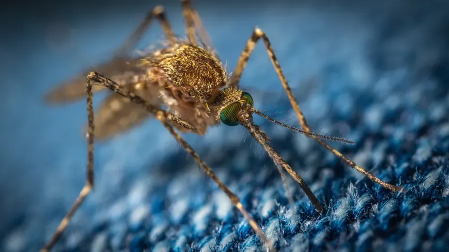 Macro photograph of a mosquito, representing seasonal residential pest concerns