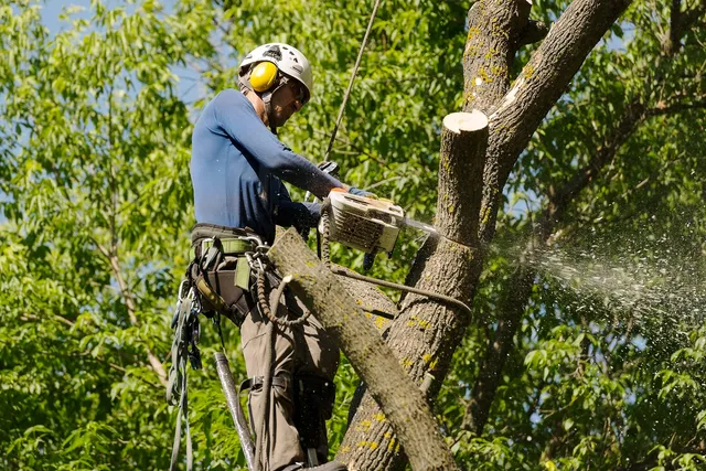 Redbone Tree Removal & Stump Grinding Services work photo