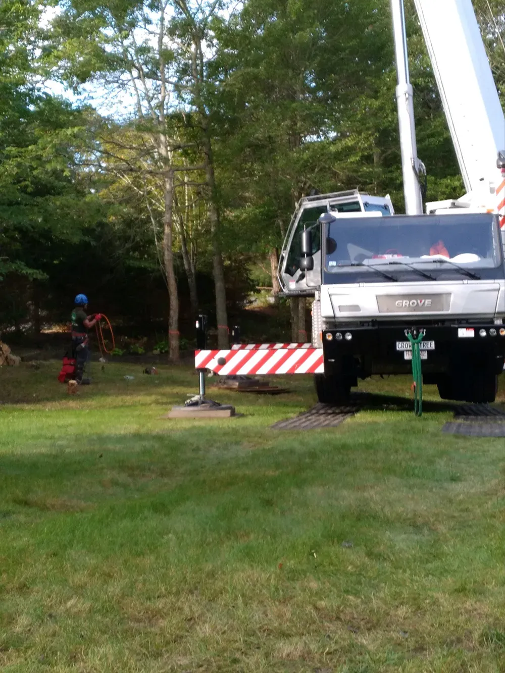Tree removal