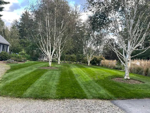 landscaped lawn with birch trees and borders of tall grass and flowers