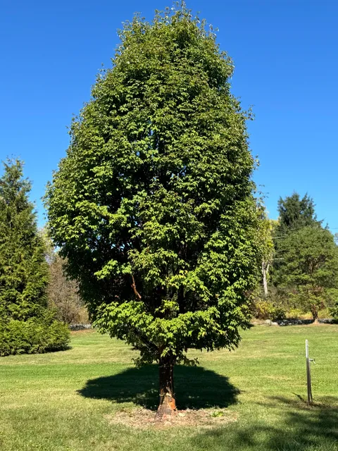 Acorn Tree & Landscaping inc. researched project photo