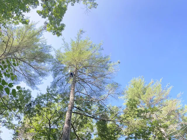 work photo from greeningreenouttreeservice.com