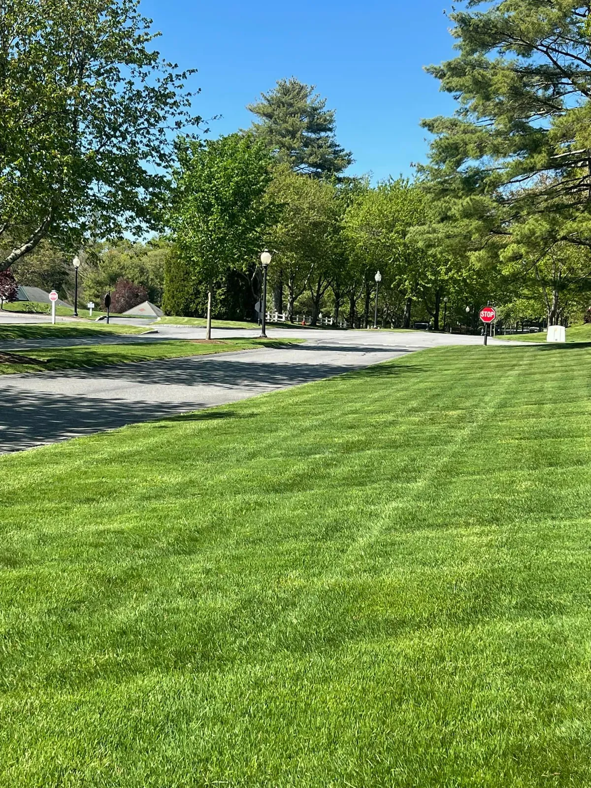 Bright green lawn with a walking path, trees, and a person in the distance on a sunny day.