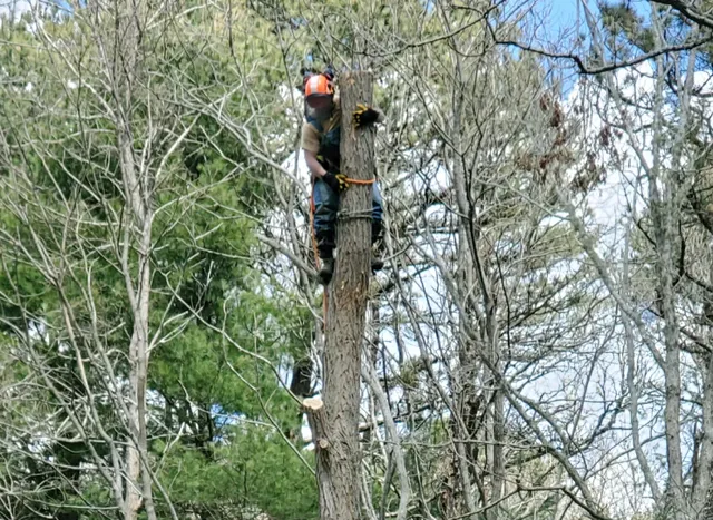 South Coast Tree Service Inc. work photo