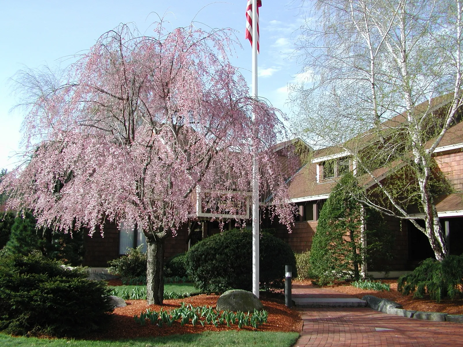 A serene garden with a blooming cherry tree, brick path, and American flag, set beside a wooden building among lush greenery.