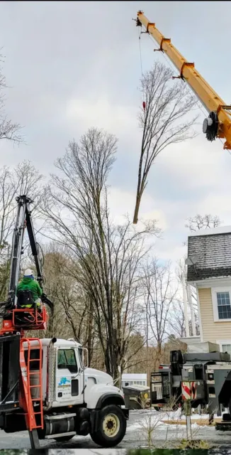 Tree removal crew using cranes to lift a tall tree branch beside a house on a cloudy day