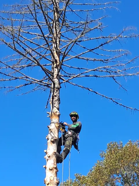 Arbormax Tree Care LLC work photo