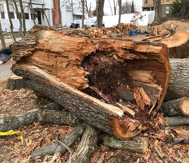 Darden Tree & Landscaping LLC