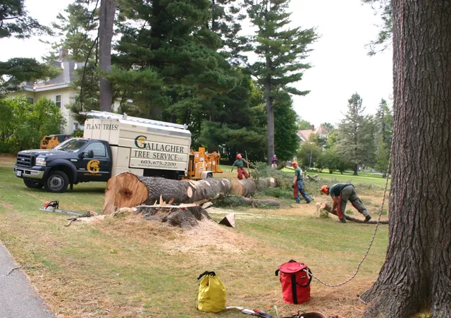 GALLAGHER TREE SERVICE work photo
