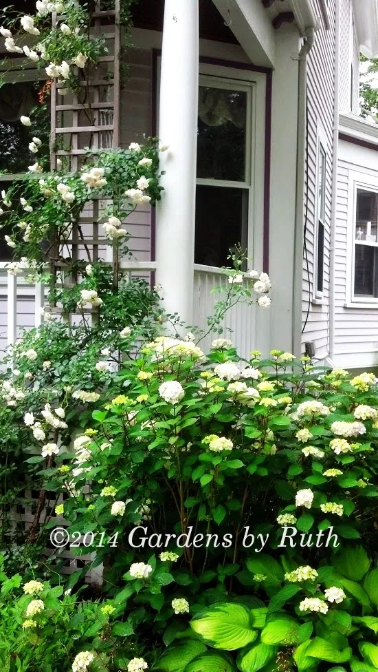 Gardens by Ruth