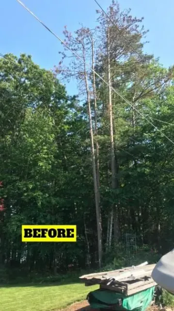 work photo from jptreeservices.net