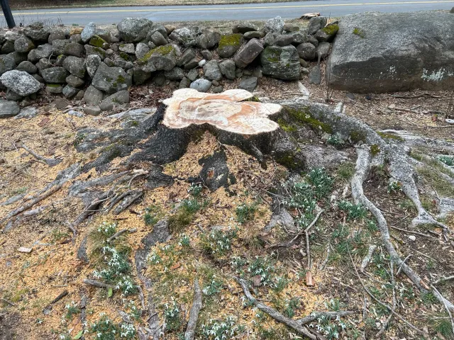 STUMP GRINDING