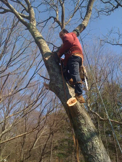 Large stump ground below grade project by Yatsinko Tree Service in Fairfield County, CT