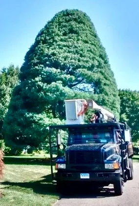 Professional Tree Care Services