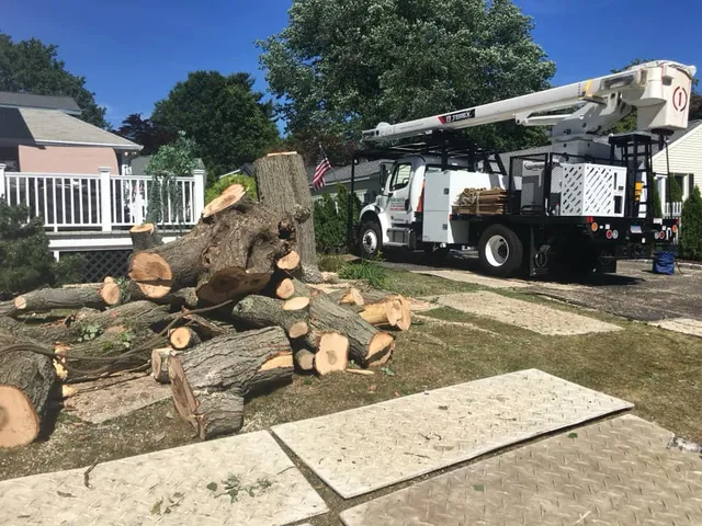 Madd Beaver Tree Experts & Stump Grinding Service work photo