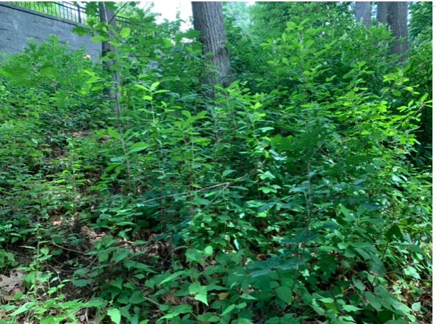 Before - Natick, MA