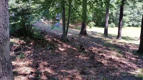 After brush mowing under and around trees