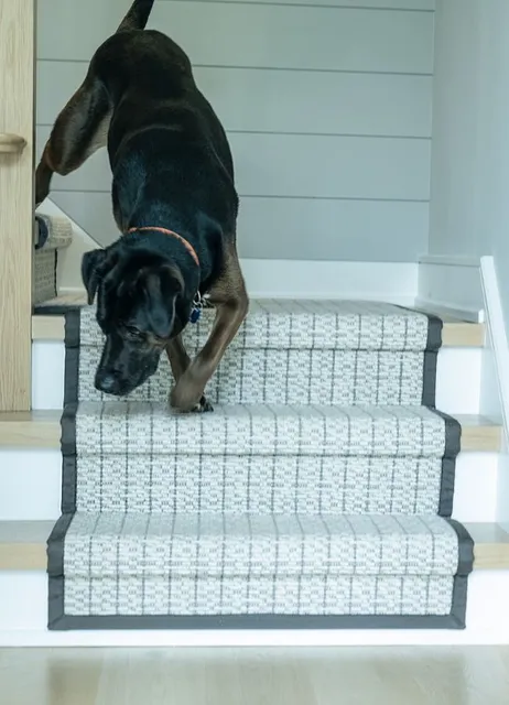 A black dog carefully descends a staircase with a newly installed stair runner. The runner features a neutral-toned, patterned weave with a dark gray border, highlighting the stair runner installation.
