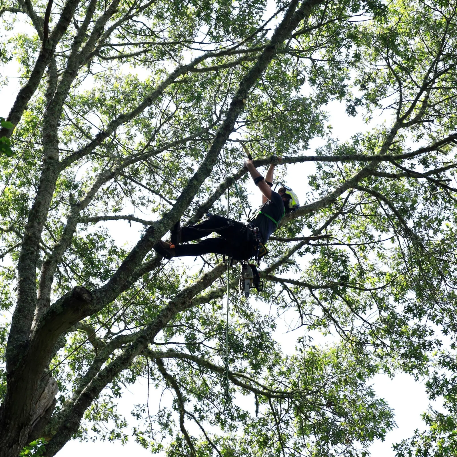 Black Oak Maintenance
