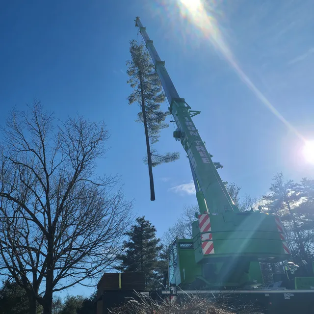 Iron Tree Service work photo
