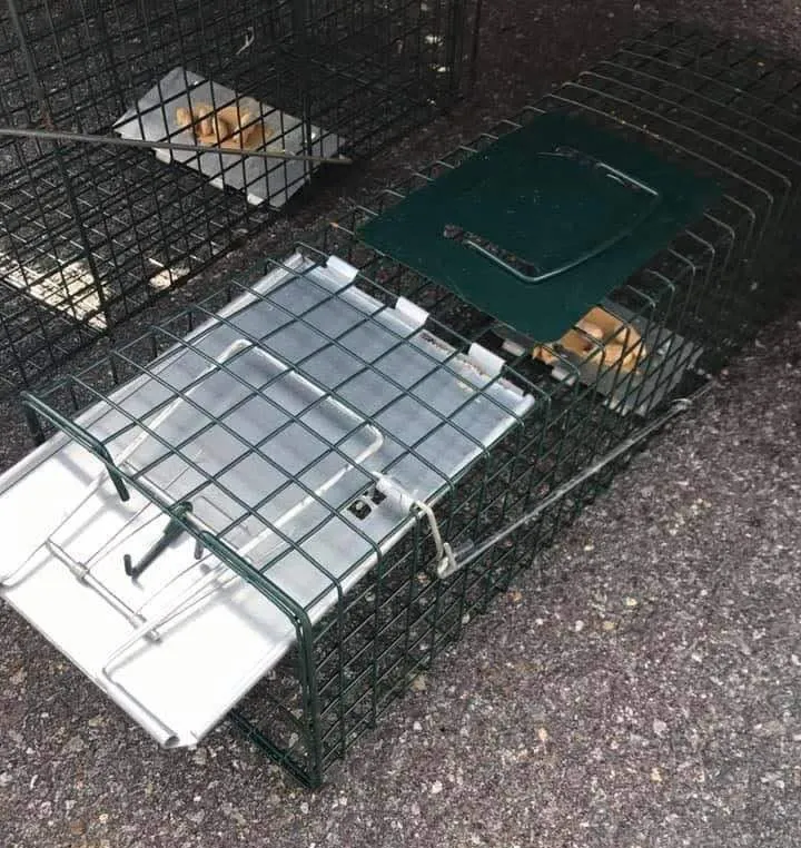 work photo from appalachiananimalcontrol.com