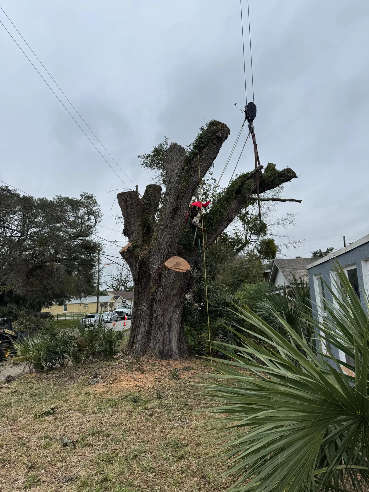 work photo from visionlandsandtreeservicesllc.com