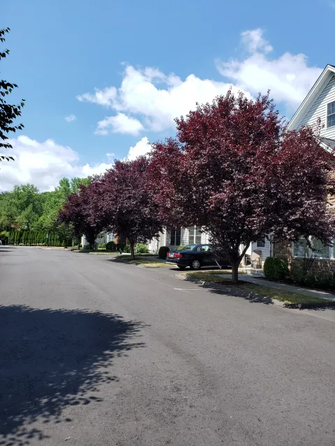 Residential street with trees, parked cars, and houses under a blue sky with white clouds.