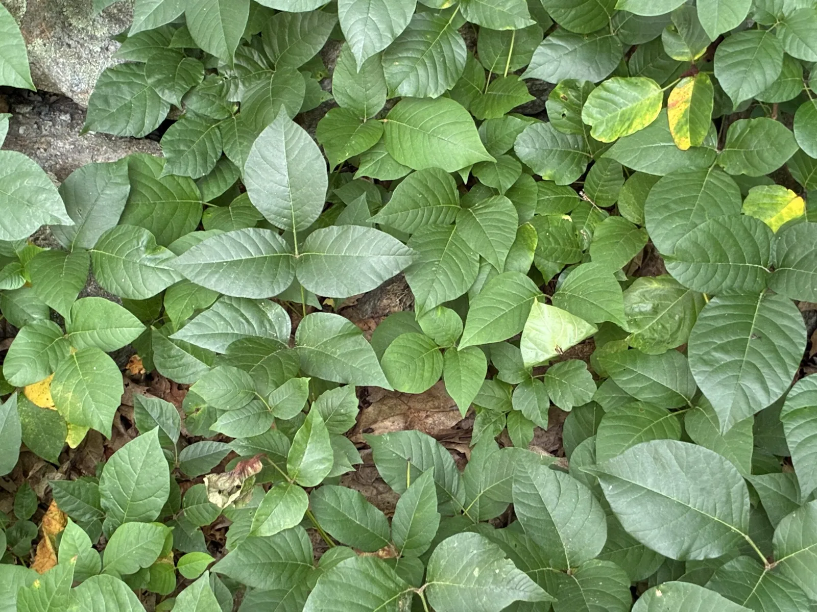 work photo from invasiveweedcontrol.com