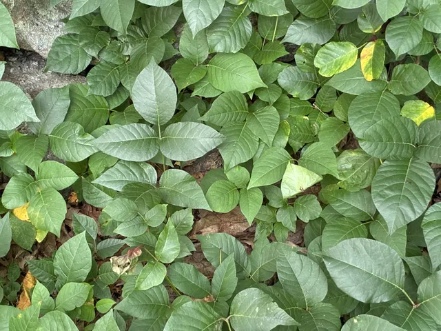 work photo from invasiveweedcontrol.com