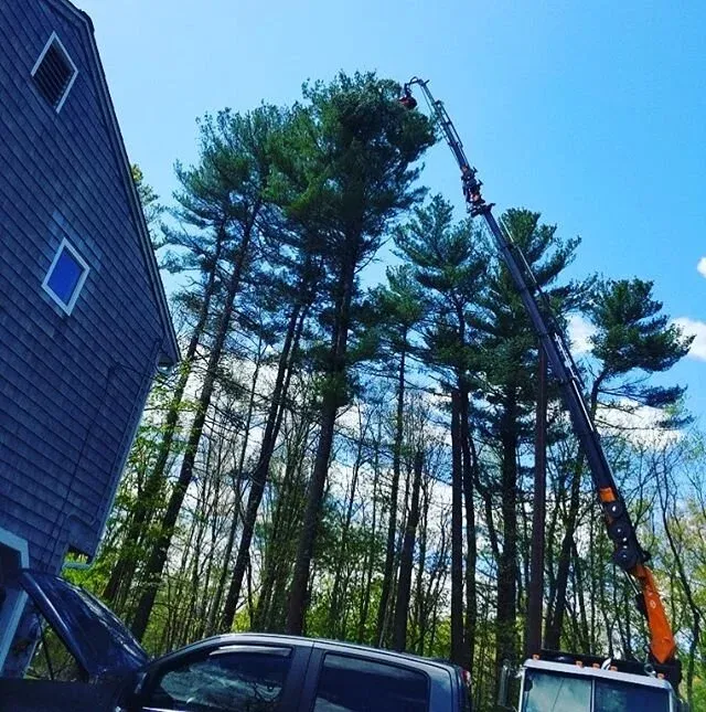Pine removals in Hansen