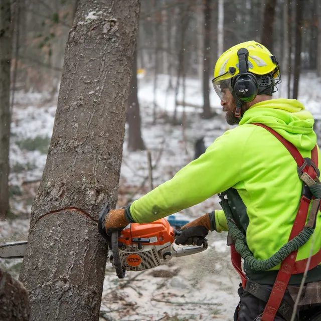 Teachers Tree Service work photo