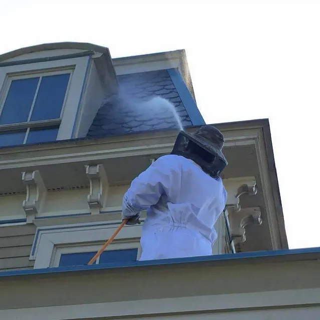 Get The Pest services, Inc. work photo