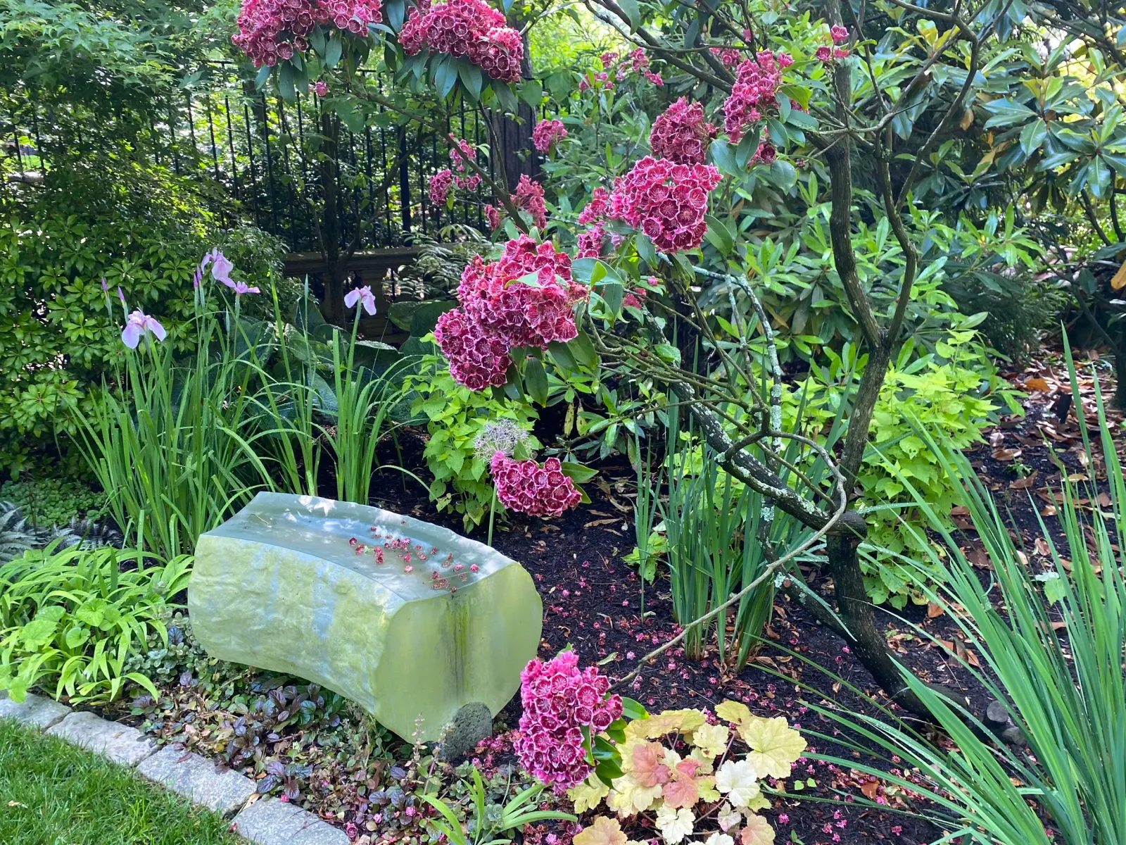 177 Hope After 2 yr Back Yard .jpeg