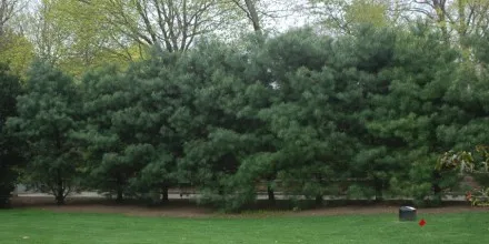 work photo from robidoux-landscaping.com