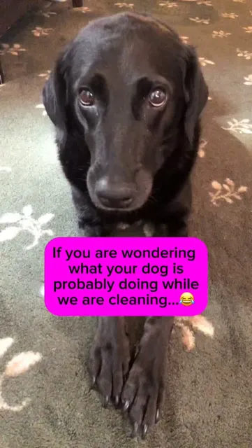 Every cleaning technician has met every type of dog imaginable.

The supervisor who follows us into every room making sure we’re doing everything correctly.

The emotional support dog who insists on being exactly six inches away from us at all times.

The professional greeter who proudly brings us their favorite toy within 30 seconds.

The vacuum warrior who has declared our vacuum their lifelong enemy.

The little dog with the biggest attitude.

And then there are the dogs that know exactly when we’re about to leave and suddenly become our best friend.

Truthfully…

One of the best parts of our job is getting to meet your pets.

They make us smile every single day.

(Yes… we absolutely remember your dog’s name more often than we remember your address. 😂)

🐾 Drop your pet’s funniest cleaning-day habit below!
