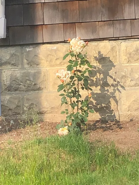 Wilvert's Landscaping work photo