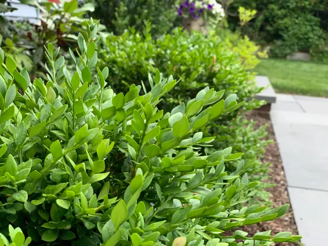 Santangelo Landscaping work photo