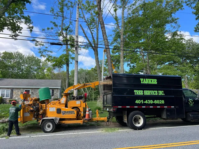 Yankee Tree Service work photo
