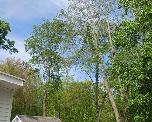 work photo from moraleslandscapingtreeservice.us