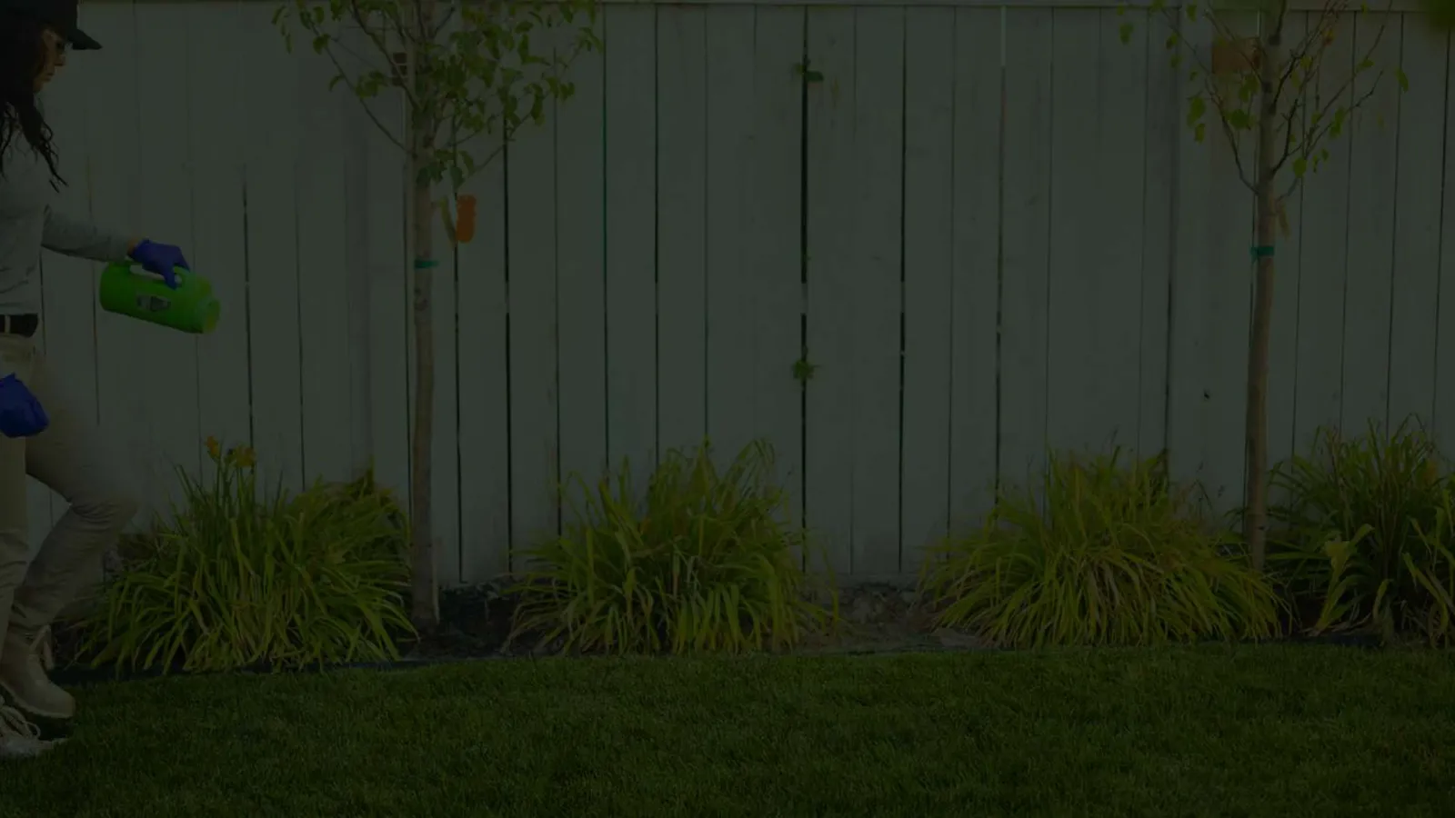 Person wearing gloves applying liquid pesticide to garden plants near white wooden fence