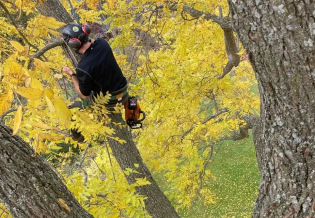 A person wearing a helmet and safety gear trimming a large tree with a chainsaw amidst yellow autumn leaves.