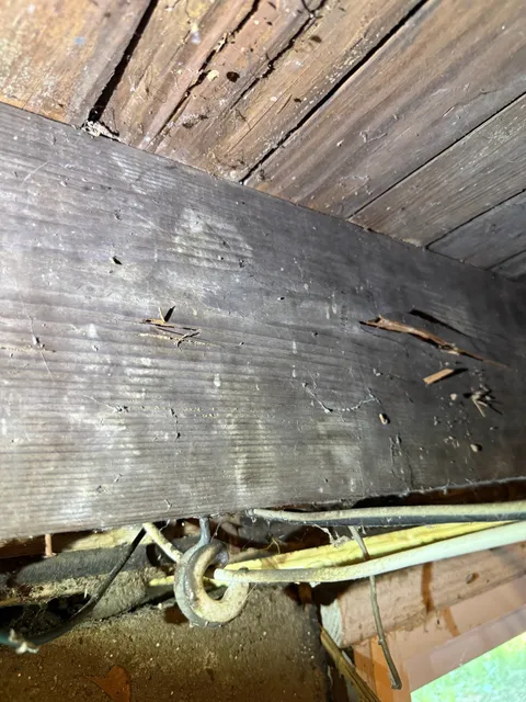 Inspection of wooden floor joists showing structural wear and pest signs