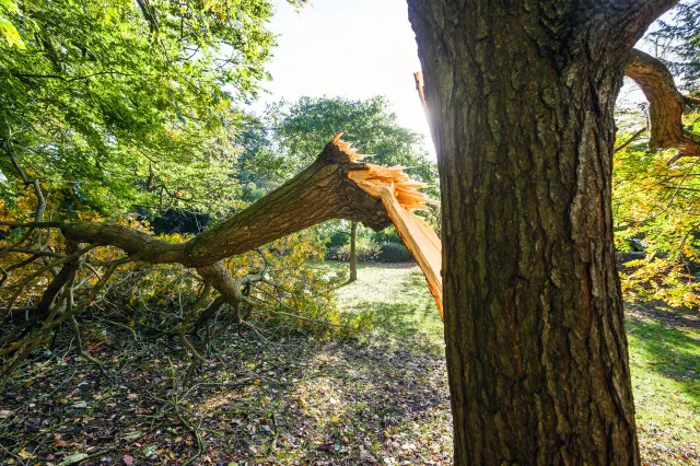 Marcotte's Tree Care (B).jpeg