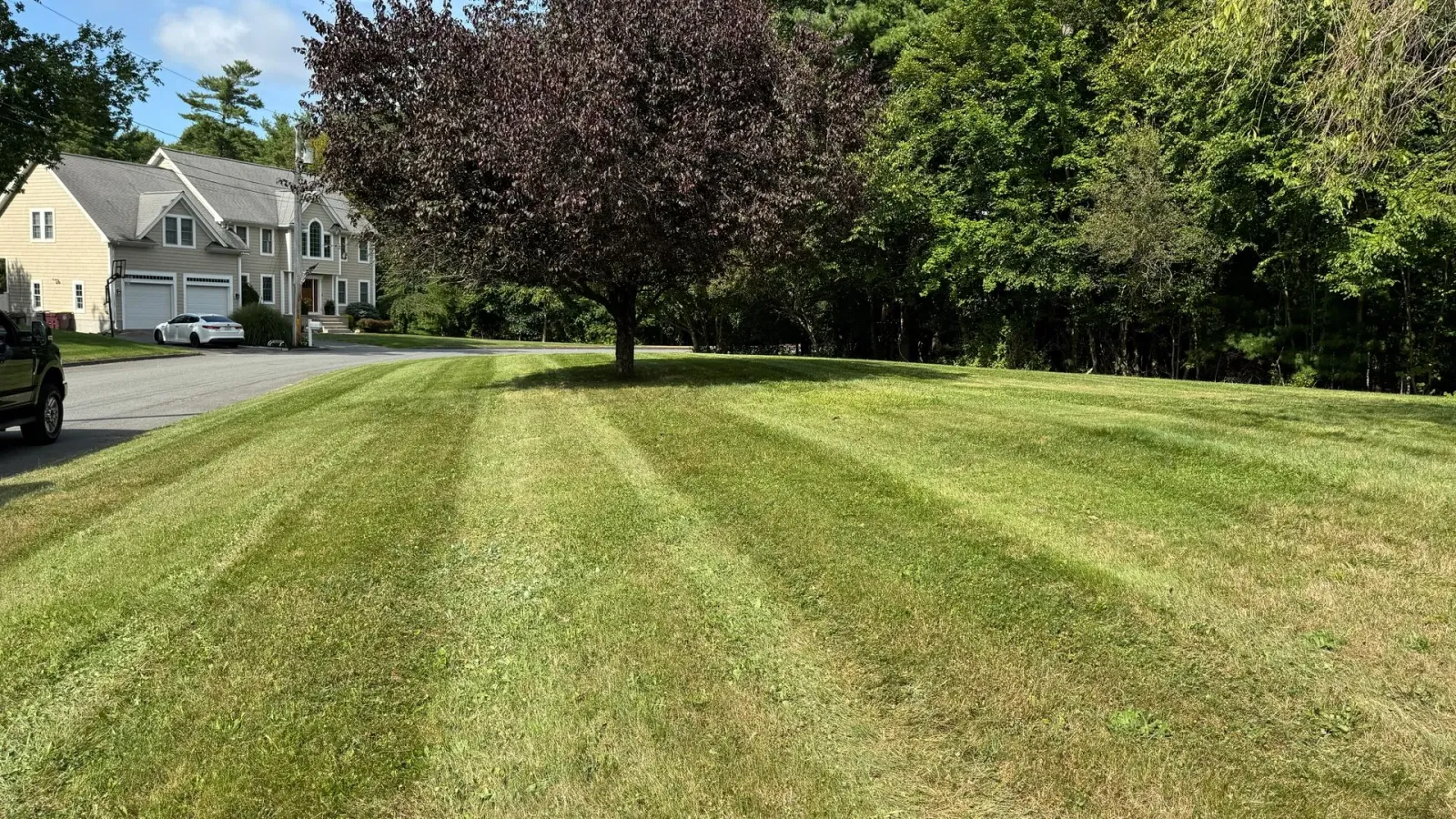 Lawn with freshly cut stripes; a tree in the center, houses in the background, and a car on the left.