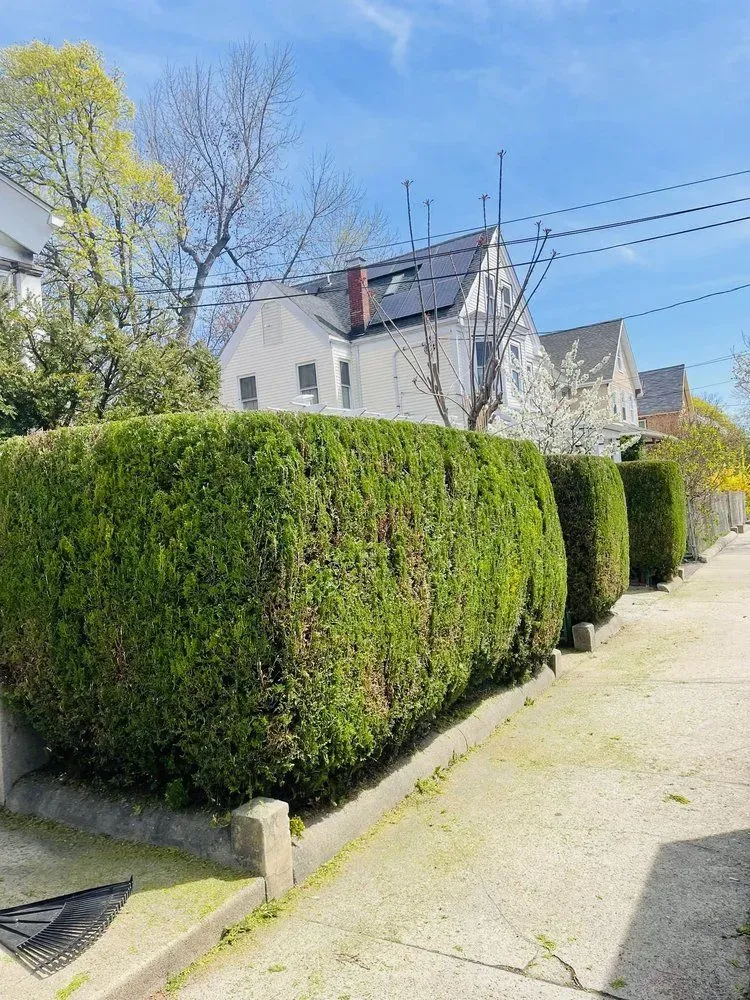 Trimmed hedge along a sunny residential sidewalk beside houses and trees