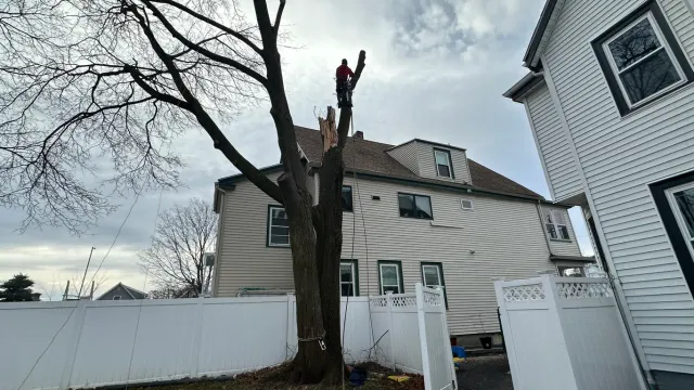 Melvin's and Son Tree Service researched project photo