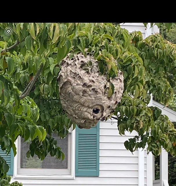R.J.'s Integrated Pest Management