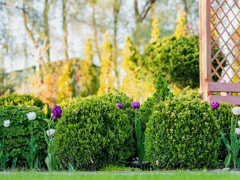 Tree Shrub Care